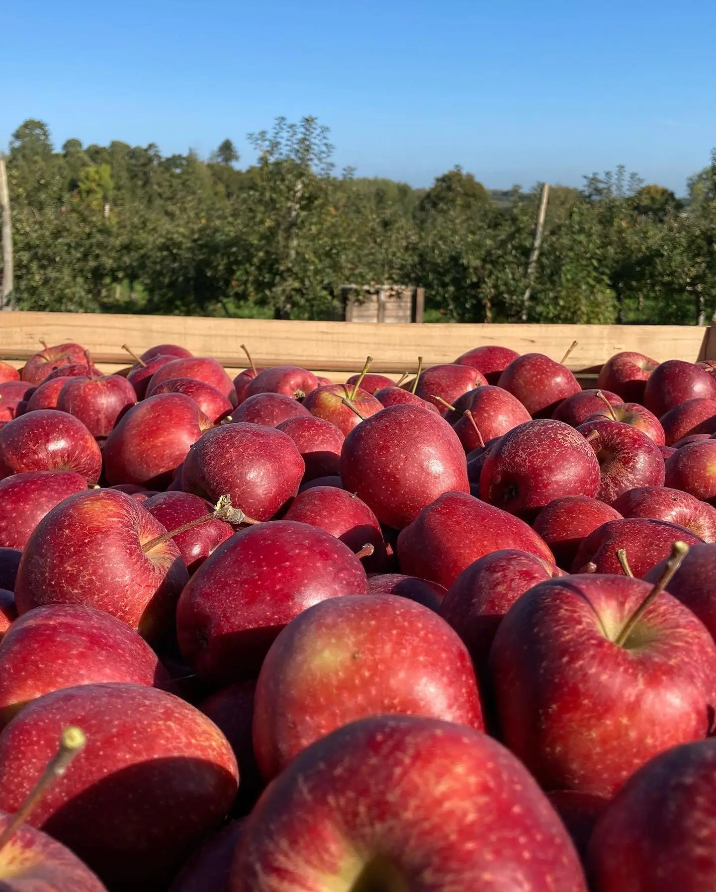 AGPO Apples in a bin