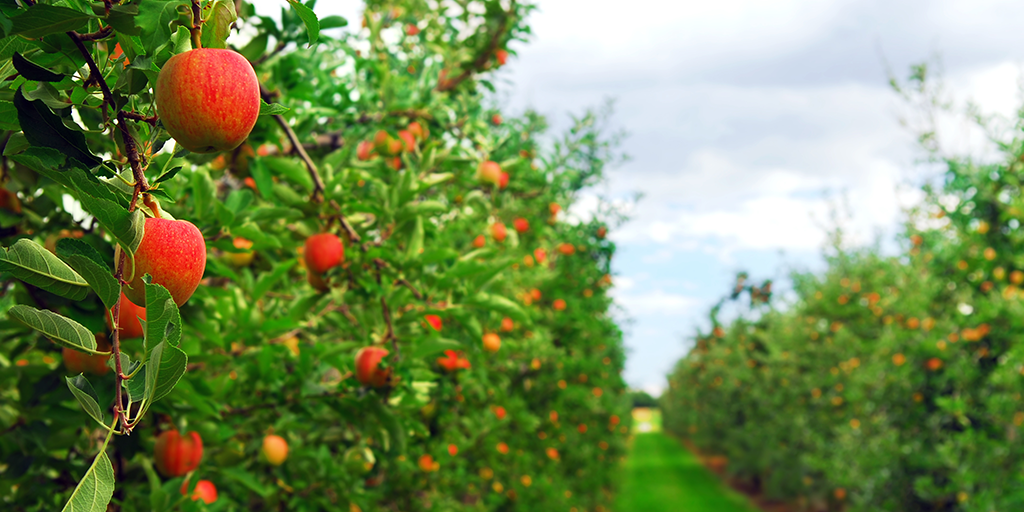 Cosmic Crisp finds increasing traction among apple varieties