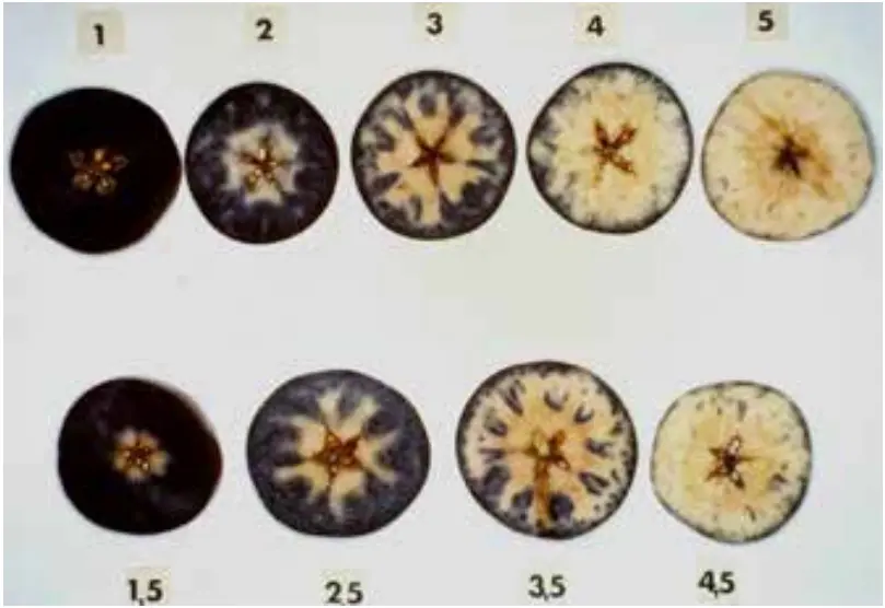 Laimburg Starch Scale