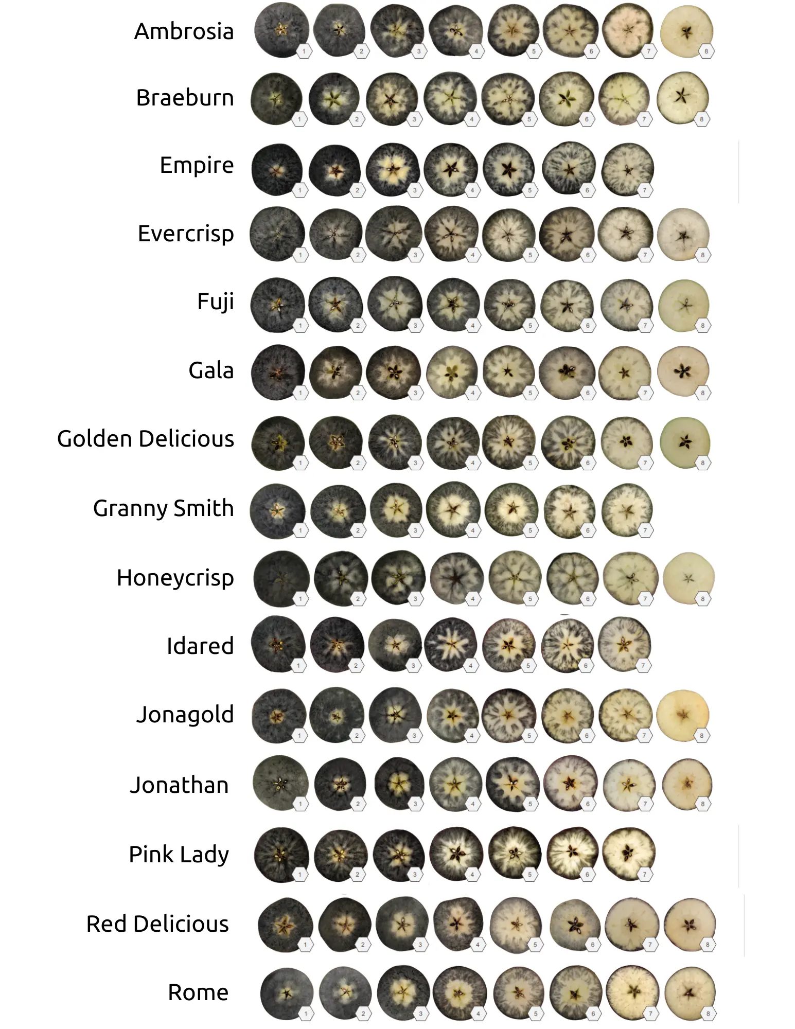 MSU Starch Scale all Verietal Reference Image