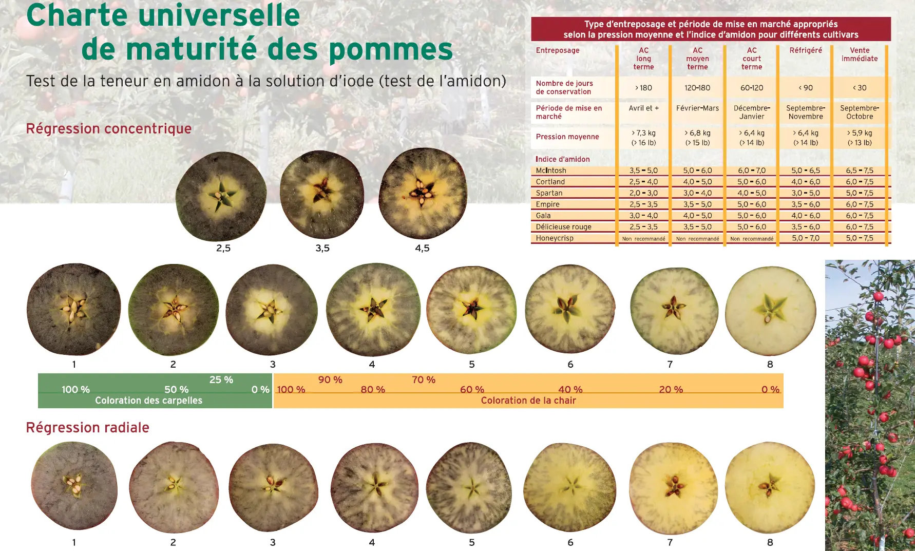 Quebec Agriculture and Agri-Food Reference Center Starch Testing Guide