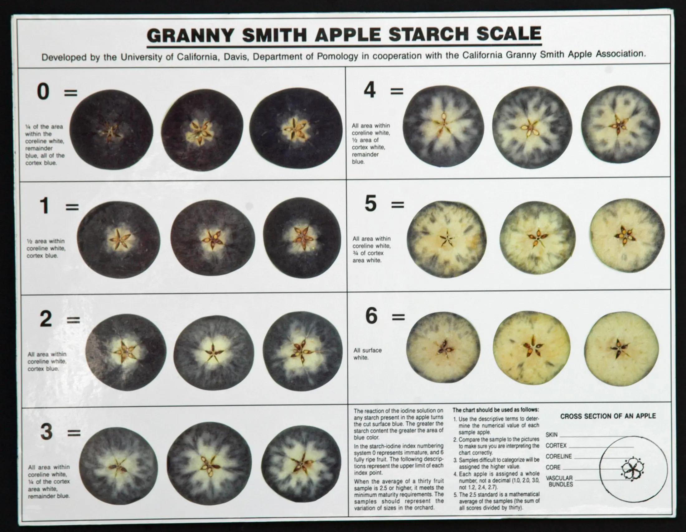 UC Davis Granny Smith Starch Scale