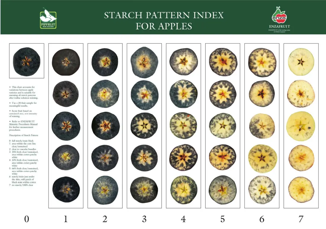 ENZAFRUIT / Pip Fruit New Zealand Starch Pattern Index for Apples