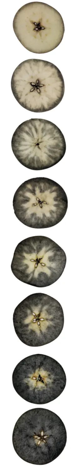 Starch Scale Example