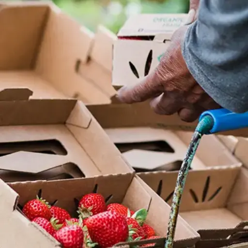 Graphic Paper Based Packaging