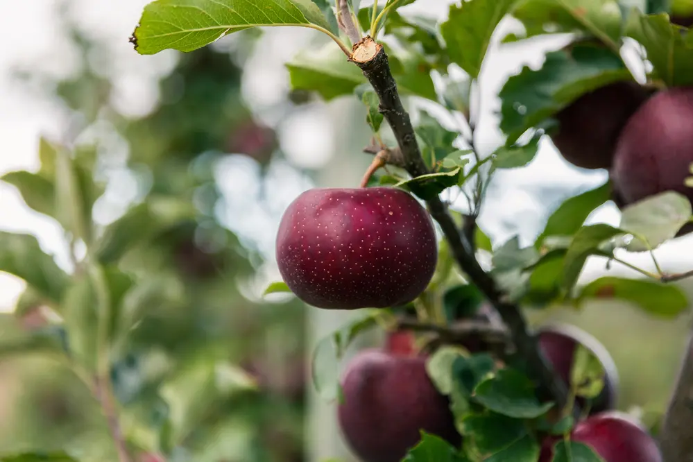 Bravo Apples on a branch